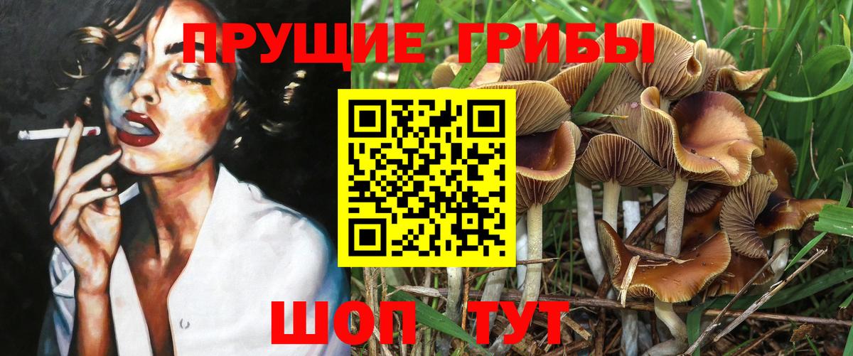 Галлюциногенные грибы Psilocybine cubensis Моздок